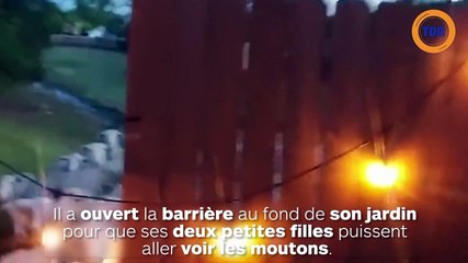 200 moutons trouvent une porte au fond de son jardin et s’y engouffrent !