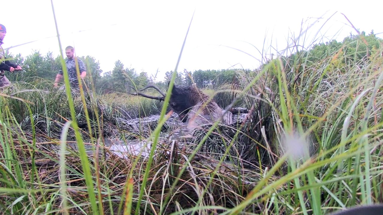 Elk Rescued from Sticky Situation