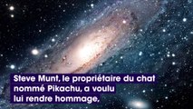 Un chat décédé va être envoyé en orbite autour de la terre