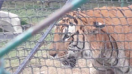 the most dangerous  bengal tiger very rare video