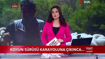 Koyun Sürüsü Karayoluna Çıktı, Trafik Aksadı