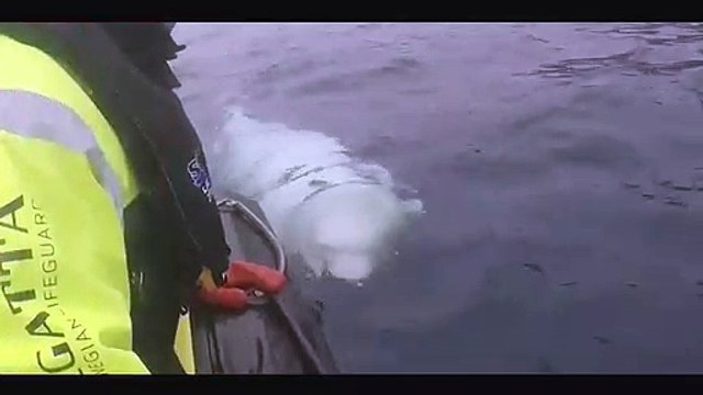 Beluga whale filmed harassing Norwegian boats could be 'Russian weapon'