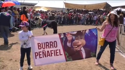 El burro comparte protagonismo con el trabajador el 1 de mayo en Otumba (México)