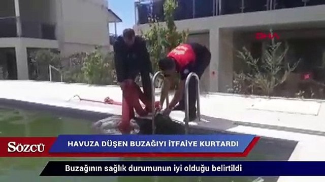 Yüzme havuzuna düşen buzağıyı itfaiye kurtardı