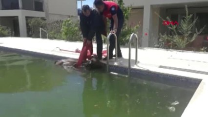 Muğla Yüzme Havuzuna Düşen Buzağıyı İtfaiye Kurtardı