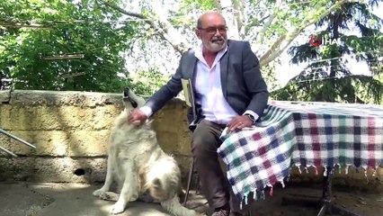 Suyu Musluktan İçen Köpek Görenleri Hayran Bırakıyor
