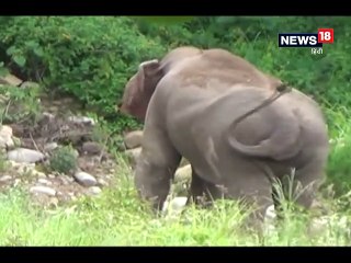 NH-121 पर टस्कर हाथी का उत्पात, वन विभाग ने पर्यटकों के लिए जारी किया अलर्ट