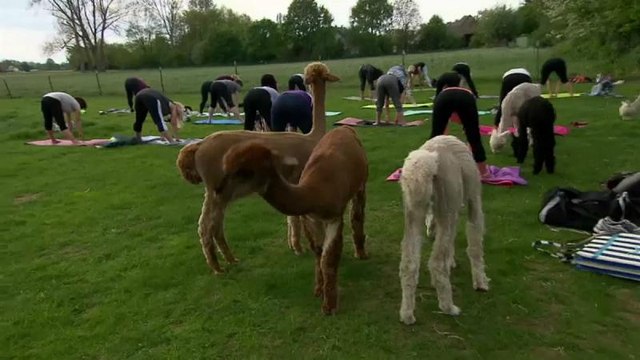 ویدئو؛ یوگا با لاما در آلمان