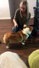 Vacuum cleaning! Corgi loves getting his fur hoovered