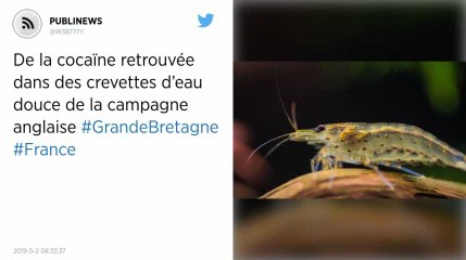 De la cocaïne retrouvée dans des crevettes d’eau douce de la campagne anglaise