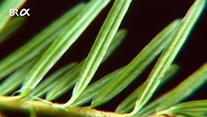 Weißtanne - Vom Ahorn bis zur Zwiebel