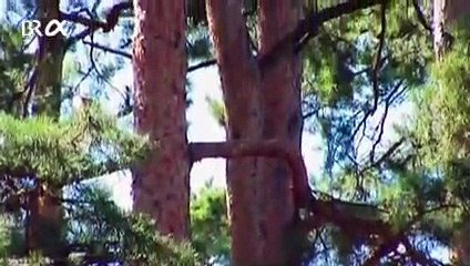 Kiefer - Vom Ahorn bis zur Zwiebel