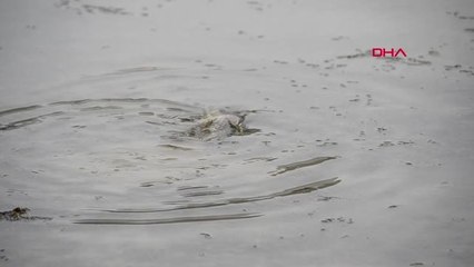 Zonguldak Balıkçılar Çaya Yumurta Bırakan Sazanlar İçin Nöbet Tutuyor