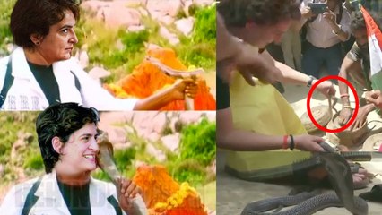 Priyanka Gandhi Playing with Snake: பாம்பை கையில் தூக்கி விளையாடினார் பிரியங்கா காந்தி- வீடியோ