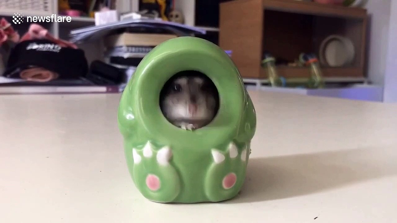Chubby hamster wiggles into a ceramic dinosaur