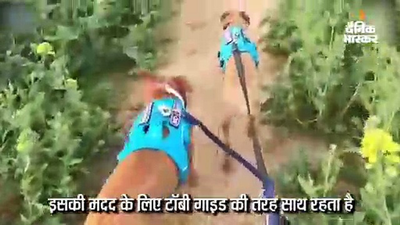दो कुत्तों की अनोखी दोस्ती, जन्म से अंधे स्टेफी के लिए गाइड बना टॉबी