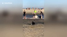 US dog backflips over and over while head-butting a beach ball