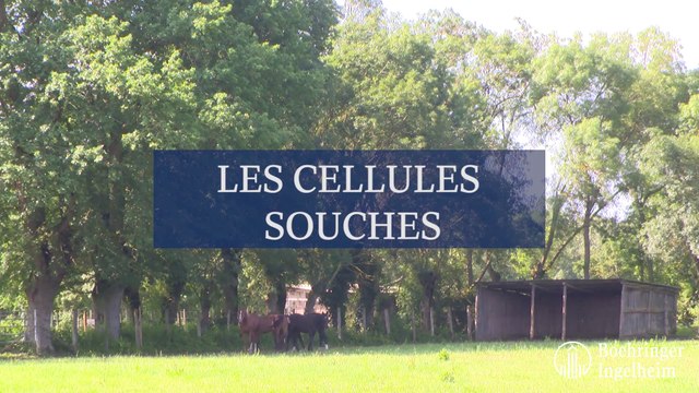 Les cellules souches