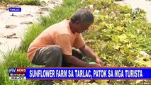 Sunflower Farm sa Tarlac, patok sa mga turista