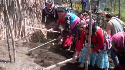 Giresun'da 400 Yıllık İmece Gelenek Yaşatılıyor...