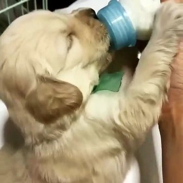 Ce chiot boit son lait au biberon. Trop mignon !!