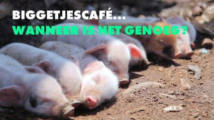 Nieuwe biggetjescafé opent haar deuren, wordt deze trend ooit gestopt?