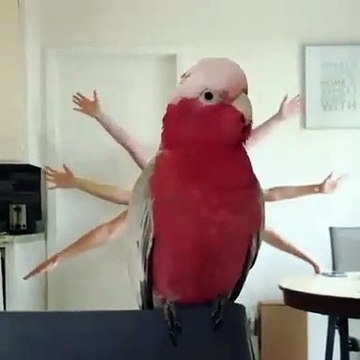 Quand on s'amuse avec son oiseau, voici ce que ça donne. Marrant !