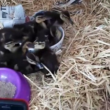 Admirez ces mignons petits canards. Trop cute !