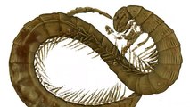 Tiny Species Of Millipede Discovered In 99-Million-Year-Old Amber From Age Of Dinosaurs