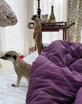 Ces suricates adorent Elvis Presley. Regardez ce qu'ils font lorsqu'ils entendent sa musique !