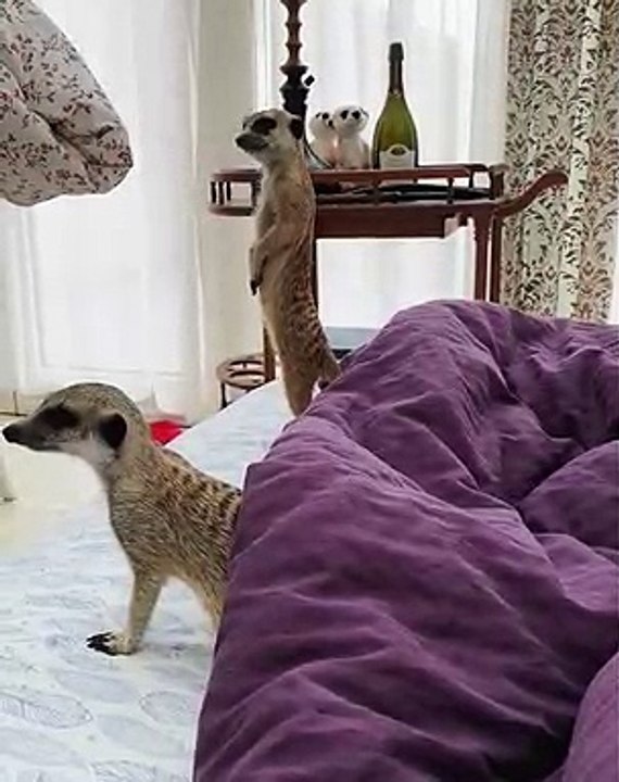 Ces suricates adorent Elvis Presley. Regardez ce qu'ils font lorsqu'ils entendent sa musique !