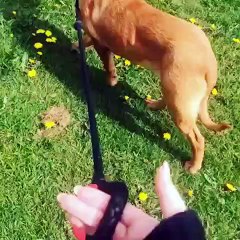 Cette chienne adore faire sa promenade dans le jardin. Regardez !