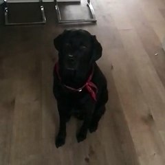 La réaction de ce chien quand on lui donne à manger est hilarante !!