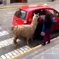 Surprenant ! Cette petite fille fait rentrer un lama dans le siège arrière d'une voiture !