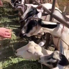 Ces superbes chèvres adorent qu'on leur donne à manger. Adorable !