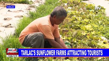 Tarlac's sunflower farms attracting tourists
