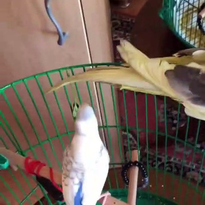 Quand deux perroquets se battent. Hilarant !