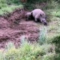 Un pauvre bébé rhinocéros tente de réveiller sa mère tuée pour sa corne