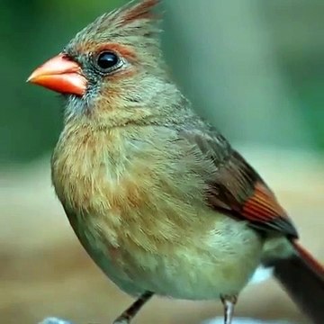 Admirez le plumage de ce splendide oiseau. Magnifique !