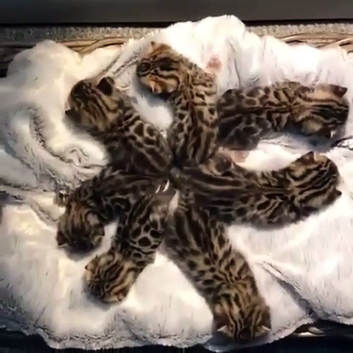 Ces chatons sont trop chou. A couper le souffle !