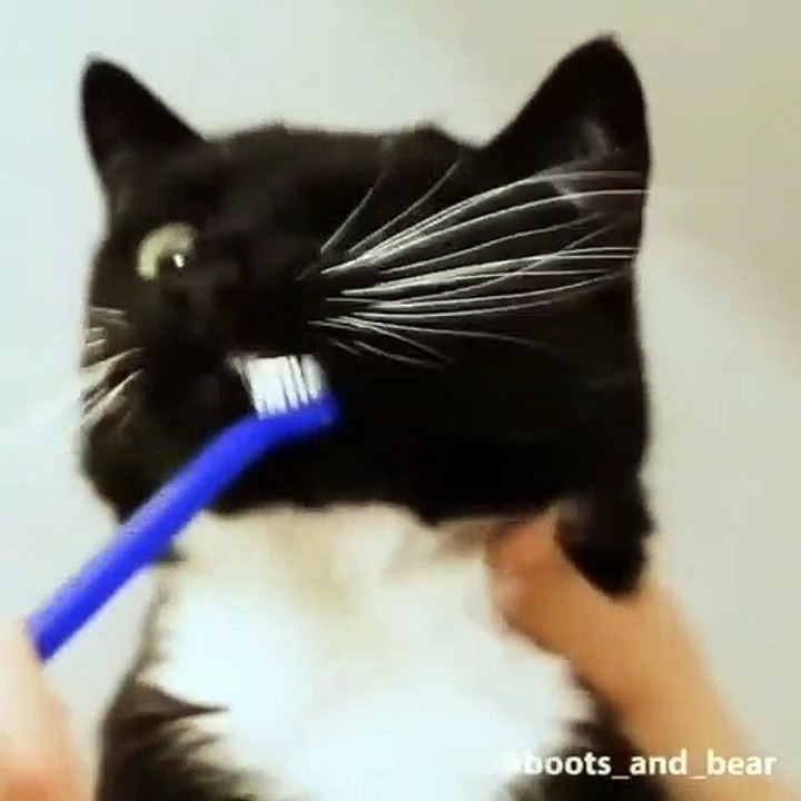 Quand un chaton se fait brosser les dents, voici ce que ça donne. Hilarant !