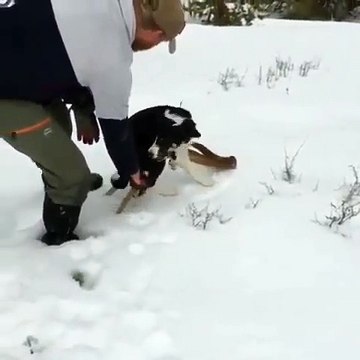 Cet adorable chien ne veut pas se séparer de son jouet. Trop drôle !