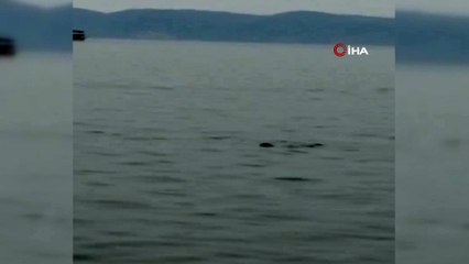 Akdeniz foku Kuşadası Körfezi’ni mesken tuttu