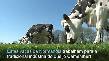 Novidades nos laticínios