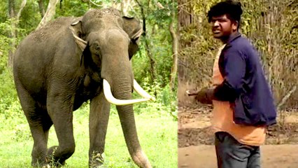 யானைக்கு முத்தம் குடுக்க முயன்ற இளைஞர் மருத்துவமனையில் அனுமதி