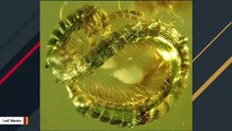 This Poor Millipede Has Been Trapped In Amber For 99 Million Years