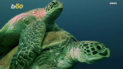 Footage From Bear Grylls’ New Nature Series Shows Turtles Fighting One Another for Dominance!