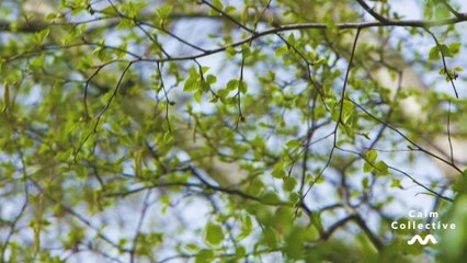 Calm Collective - Sounds Of Nature