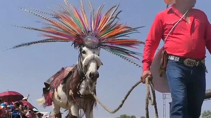 Watch: Mexico festival honours donkeys above workers on Labour Day