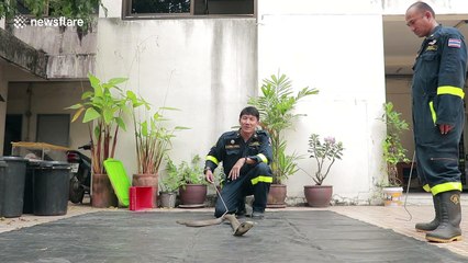 Brave fireman shows how to catch a cobra with bare hands